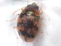 Omophron limbatum